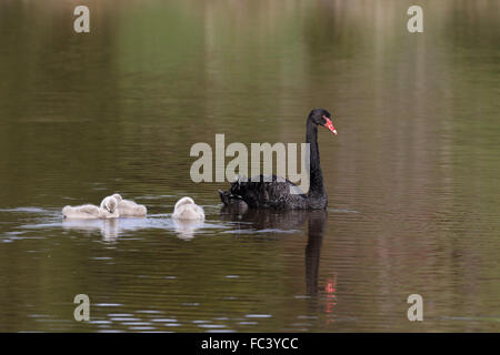 Black Swan, Cygnus atratus, avec trois adultes cygnets Banque D'Images