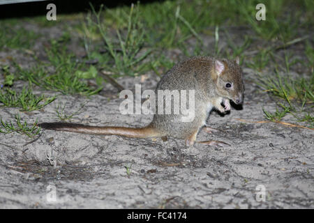 Bettong creusant à queue en brosse, Bettongia ogilbyi, la nuit Banque D'Images