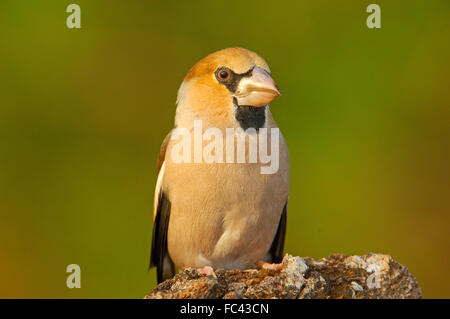 (Coccothraustes coccothraustes Hawfinch). Andujar, Jaen province, Andalusia, Spain Banque D'Images