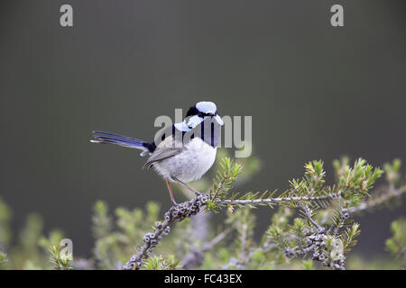 Fairy-Wren Malurus cyaneus, superbe, homme en petit buisson Banque D'Images