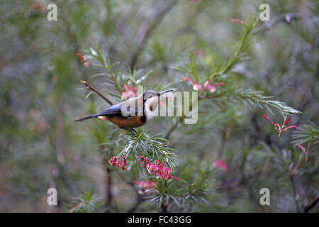 Spinebill orientale Acanthorhynchus tenuirostris, d'alimentation, Banque D'Images