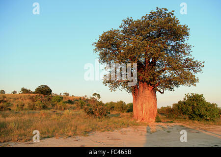 Baobab Banque D'Images