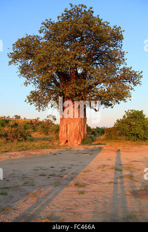 Baobab Banque D'Images