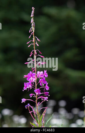 Dans le wildflower pourpre la Forêt nationale d'Okanogan à Washington passent dans le nord de la chaîne des Cascades, Washington, USA. Banque D'Images