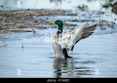 Canard colvert mâle, Anas platyrhynchos Banque D'Images