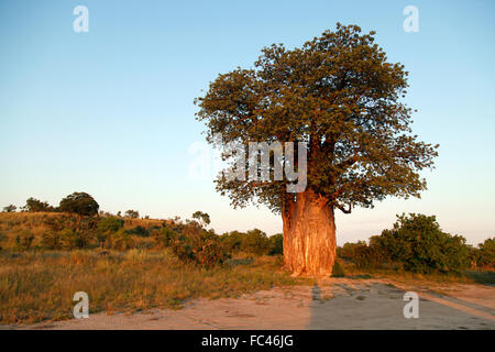 Baobab Banque D'Images