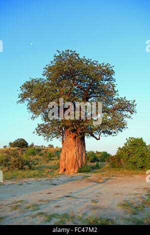 Baobab Banque D'Images