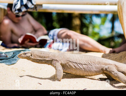 Un homme lit un livre tout en détente en vacances au Sri Lanka tout en un varan calme marche dernières sur la plage de sable blanc à côté de lui. Banque D'Images