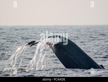 Les baleines bleues au large de la côte du Srilanka Banque D'Images