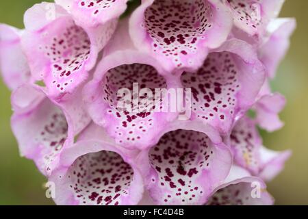 Foxclove commun (Digitalis purpurea) Banque D'Images