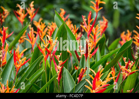 Heliconia fleurs du jardin Banque D'Images