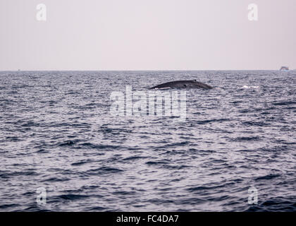 Les baleines bleues au large de la côte du Srilanka Banque D'Images