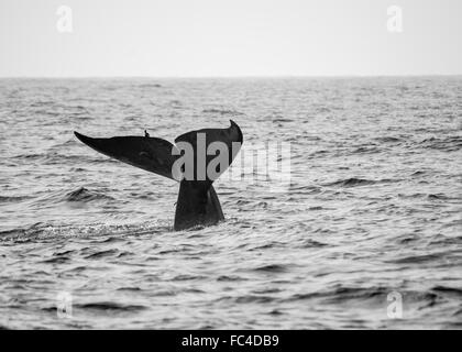 Les baleines bleues au large de la côte du Srilanka Banque D'Images