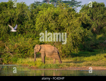 L'éléphant d'Asie sauvage dans le parc national de udawalawe, SriLanka. Banque D'Images