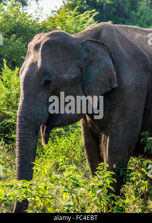 L'éléphant d'Asie sauvage dans le parc national de udawalawe, SriLanka. Banque D'Images