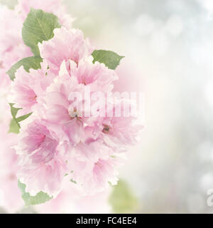 Cherry Blossom Aquarelle Banque D'Images