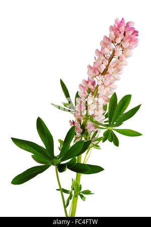 Fleur de lupin isolé sur fond blanc Banque D'Images