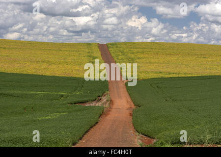 Chemin de terre à travers le champ de soya dans la campagne Banque D'Images