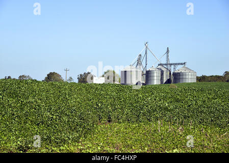 Plantação de soja silos com ao fundo rural na zona Banque D'Images