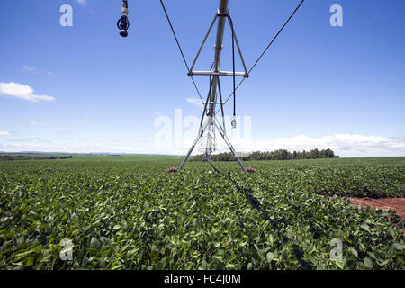 Champ de soja irriguées avec pivot central dans la campagne Banque D'Images