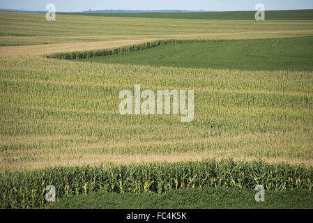 Plantation de soja et de maïs dans la campagne - rotation des cultures Banque D'Images