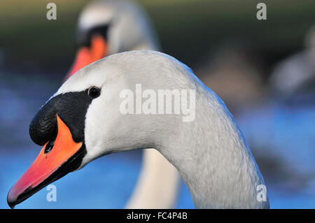 Étude détaillée de la waddling de cygne blanc (Mute) sur la rive de la Tamise à Reading, Berkshire, Angleterre, Royaume-Uni Banque D'Images