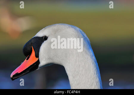 Étude détaillée de la waddling de cygne blanc (Mute) sur la Tamise bankside Reading dans le Berkshire, Angleterre, Royaume-Uni Banque D'Images