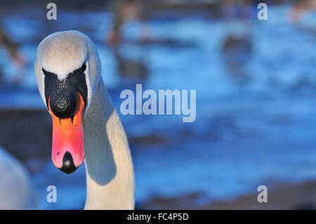 Étude détaillée de la waddling de cygne blanc (Mute) sur la rive de la Tamise à Reading, Berkshire, Angleterre, Royaume-Uni Banque D'Images