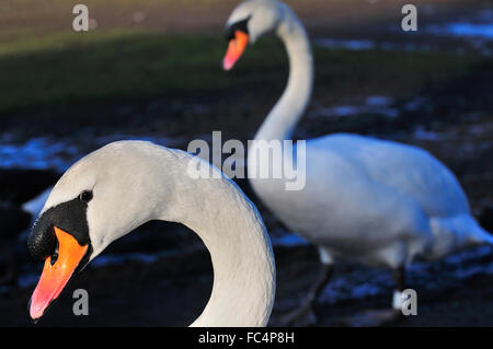 Étude détaillée des cygnes blancs (Mute) qui se dandinent sur la rive de la Tamise à Reading, Berkshire, Angleterre, Royaume-Uni Banque D'Images