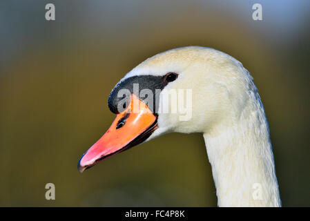 Étude détaillée de la waddling de cygne blanc (Mute) sur la rive de la Tamise à Reading, Berkshire, Angleterre, Royaume-Uni Banque D'Images