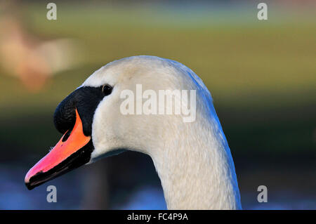 Étude détaillée de la waddling de cygne blanc (Mute) sur la rive de la Tamise à Reading, Berkshire, Angleterre, Royaume-Uni Banque D'Images