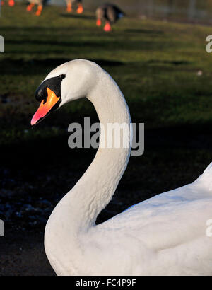 Étude détaillée de la waddling de cygne blanc (Mute) sur la Tamise bankside Reading, Berkshire, Angleterre, Royaume-Uni Banque D'Images