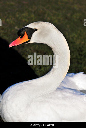 Étude détaillée de la waddling de cygne blanc (Mute) sur la rive de la Tamise à Reading, Berkshire, Angleterre, Royaume-Uni Banque D'Images