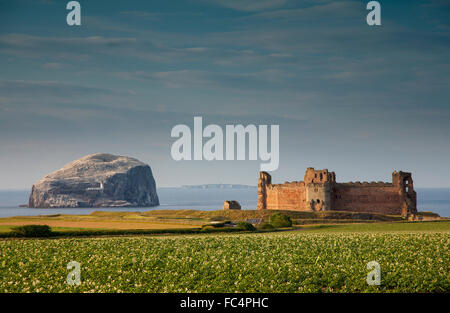 Bass Rock et le Château de Tantallon North Berwick East Lothian en Écosse Banque D'Images