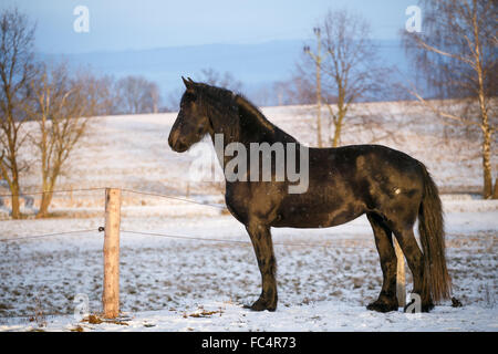 Cheval frison en hiver Banque D'Images