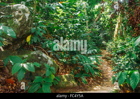 Rainforest dans malasysia Banque D'Images