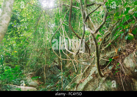 Rainforest dans malasysia Banque D'Images