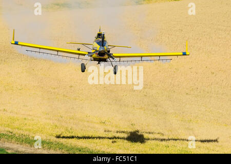 Duster récolte herbicide sur les champs d'épandage garbanzo dans la région de Eastern Washington Palouse Banque D'Images