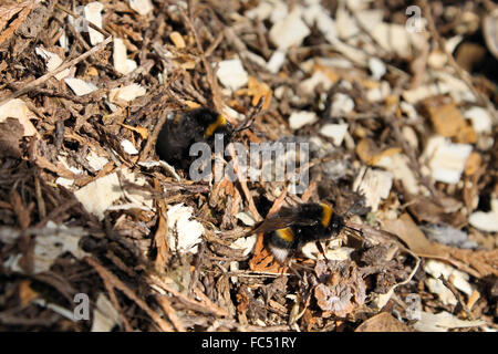 Deux Bourdons sortant d'hive de sous le sol. Banque D'Images