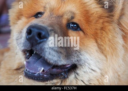 Beautiful red dog chow Banque D'Images