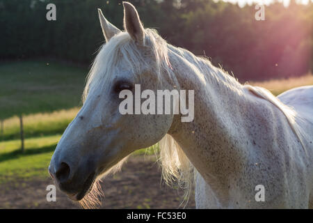 À la lumière du soleil de chevaux arabes Banque D'Images