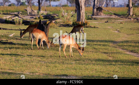 Cobes lechwes rouges waterbuck Banque D'Images