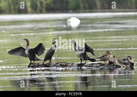 Grand Cormoran Banque D'Images