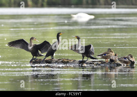 Grand Cormoran Banque D'Images