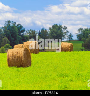 Balles de foin rondes sur le champ vert Banque D'Images