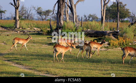 Cobes lechwes rouges waterbuck Banque D'Images