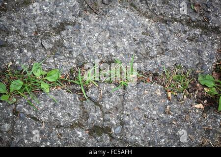 Les plantes vertes qui poussent sur une route goudronnée. Banque D'Images
