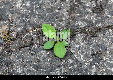 Les plantes vertes qui poussent sur une route goudronnée. Banque D'Images