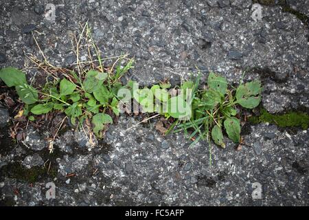 Les plantes vertes qui poussent sur une route goudronnée. Banque D'Images