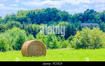 Balles de foin rondes sur le champ vert Banque D'Images